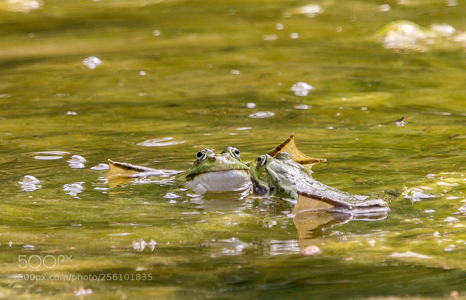 Canon EOS 60D sample photo. Mating season 2 photography