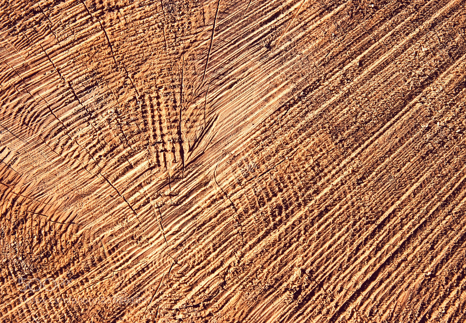 Nikon D5500 sample photo. Detail cut on trunk photography