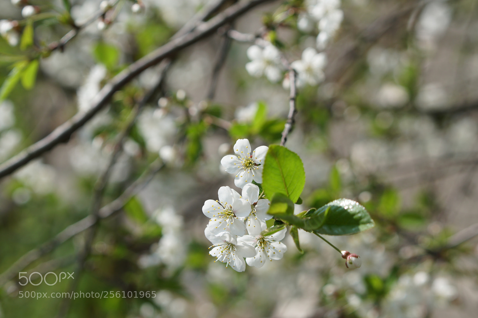 Sony a6300 sample photo. Dsc photography