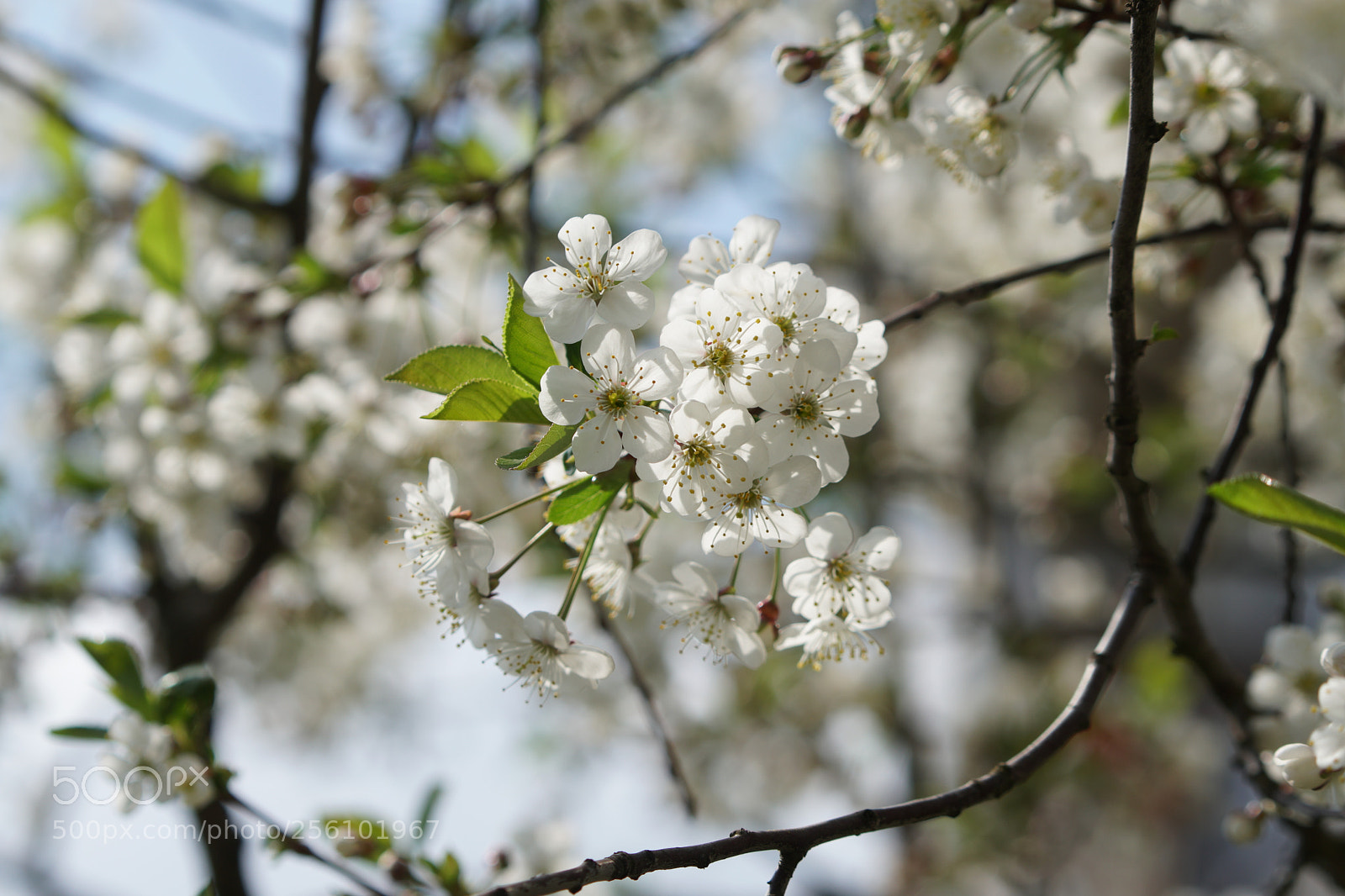 Sony a6300 sample photo. Dsc photography