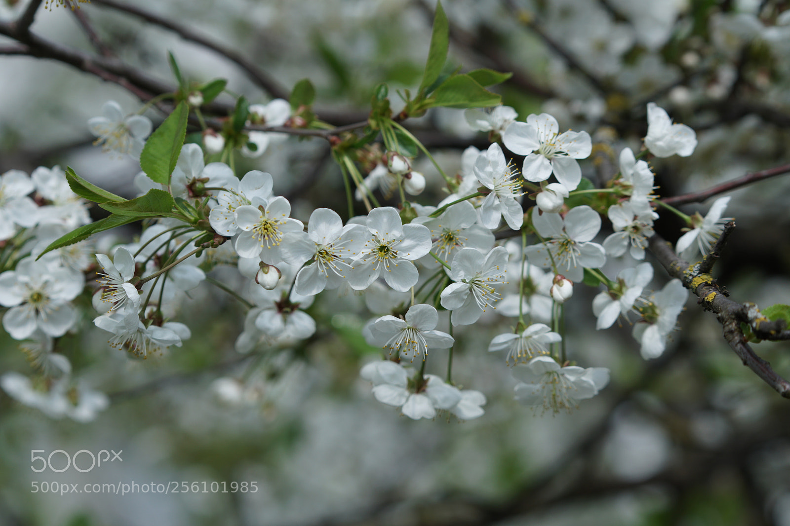Sony a6300 sample photo. Dsc photography