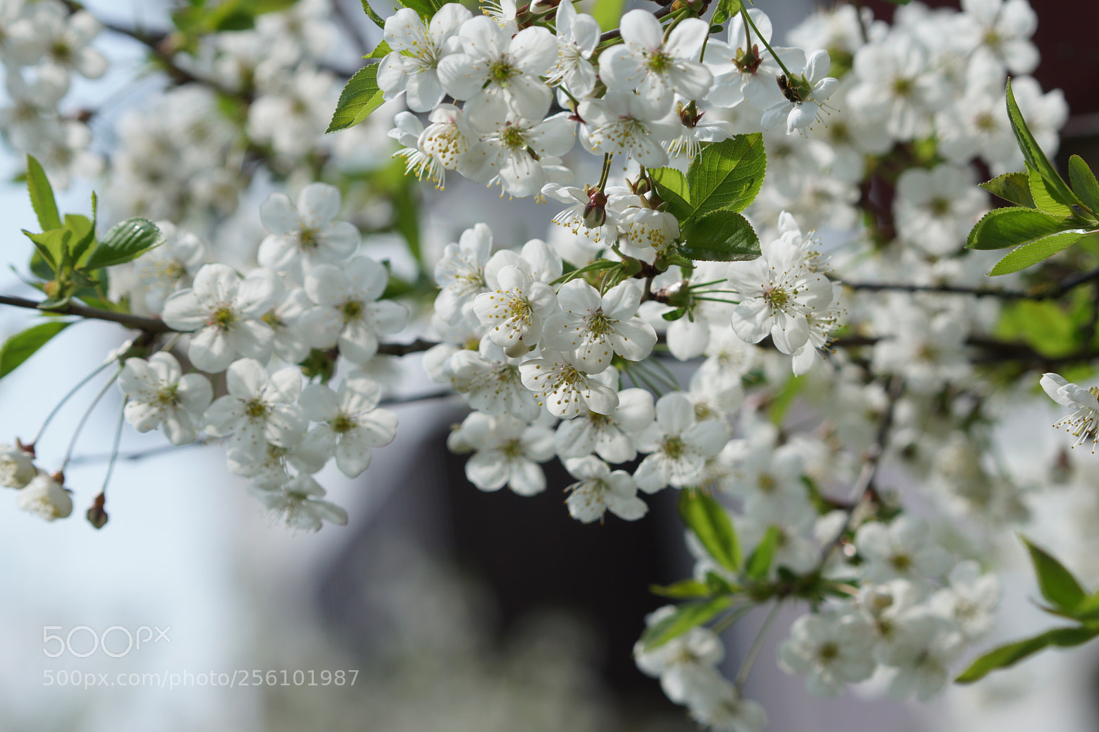 Sony a6300 sample photo. Dsc photography