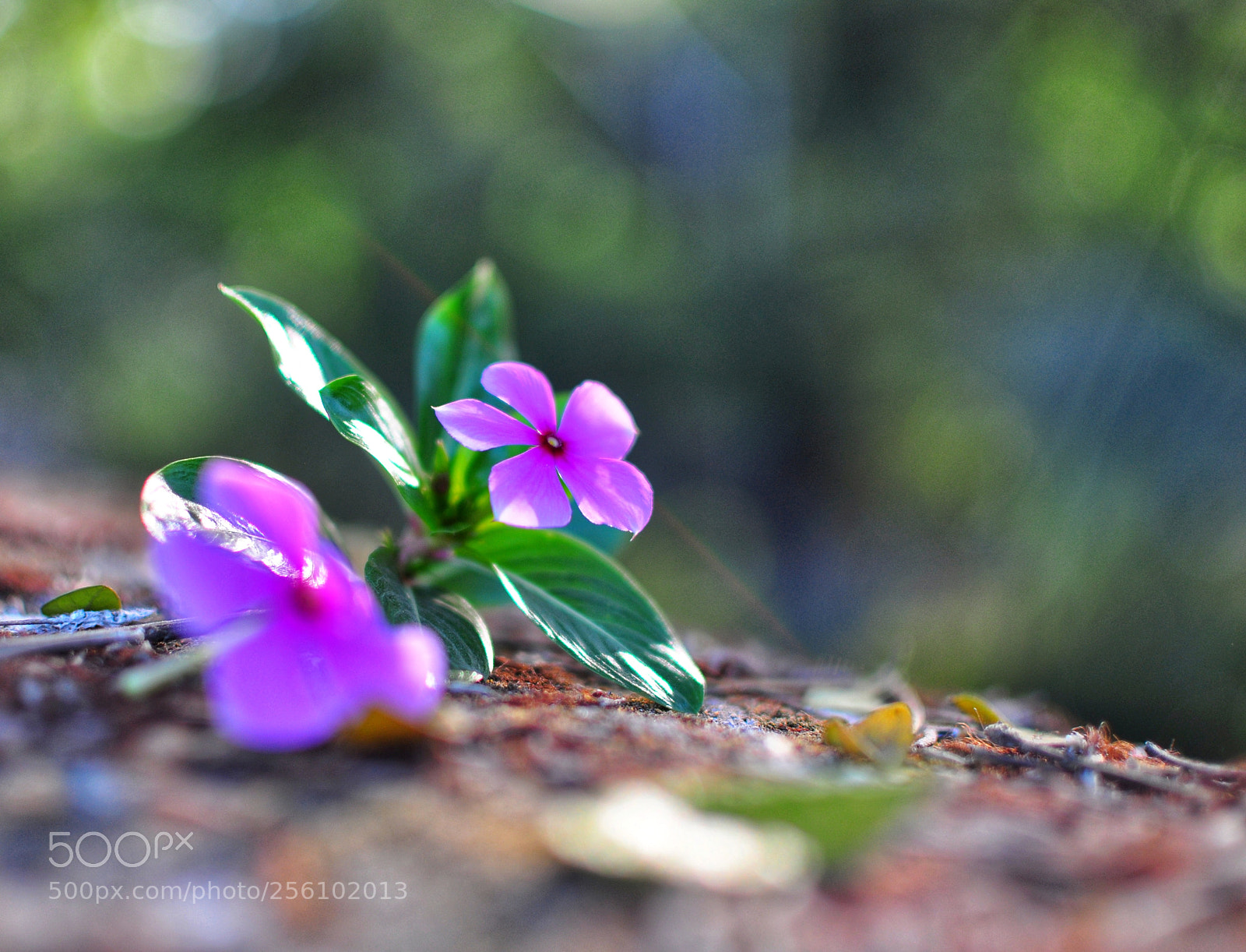 Nikon D5000 sample photo. Untitled photography
