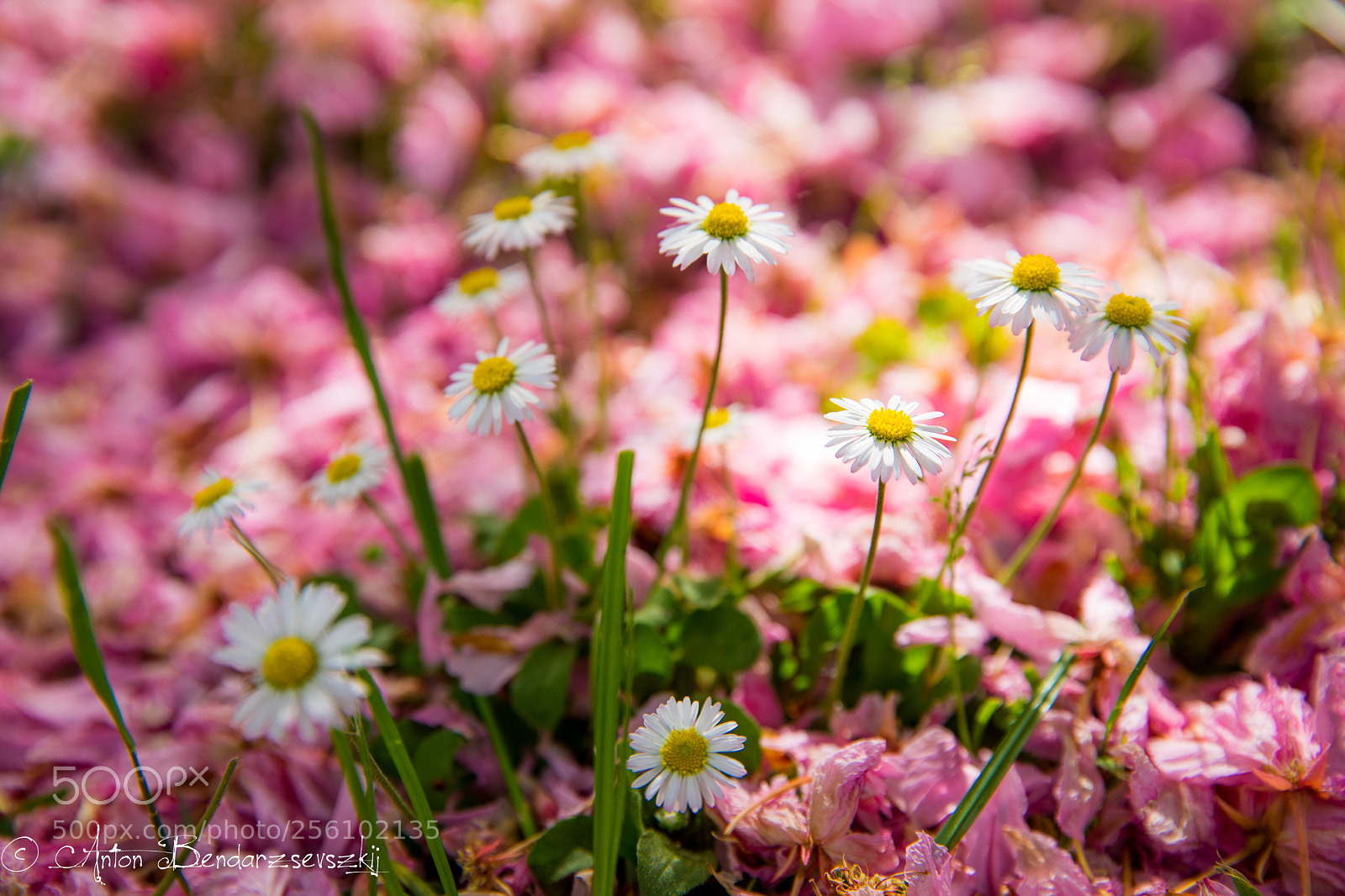 Canon EOS 5D Mark IV sample photo. Flowers in cherry petals (2) photography