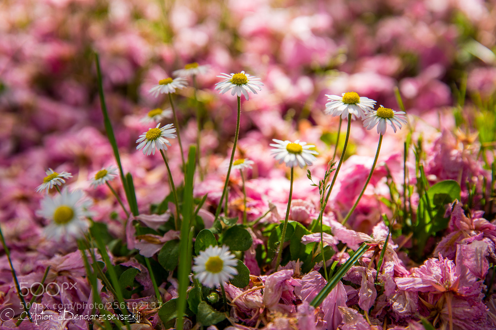 Canon EOS 5D Mark IV sample photo. Flowers in cherry petals photography
