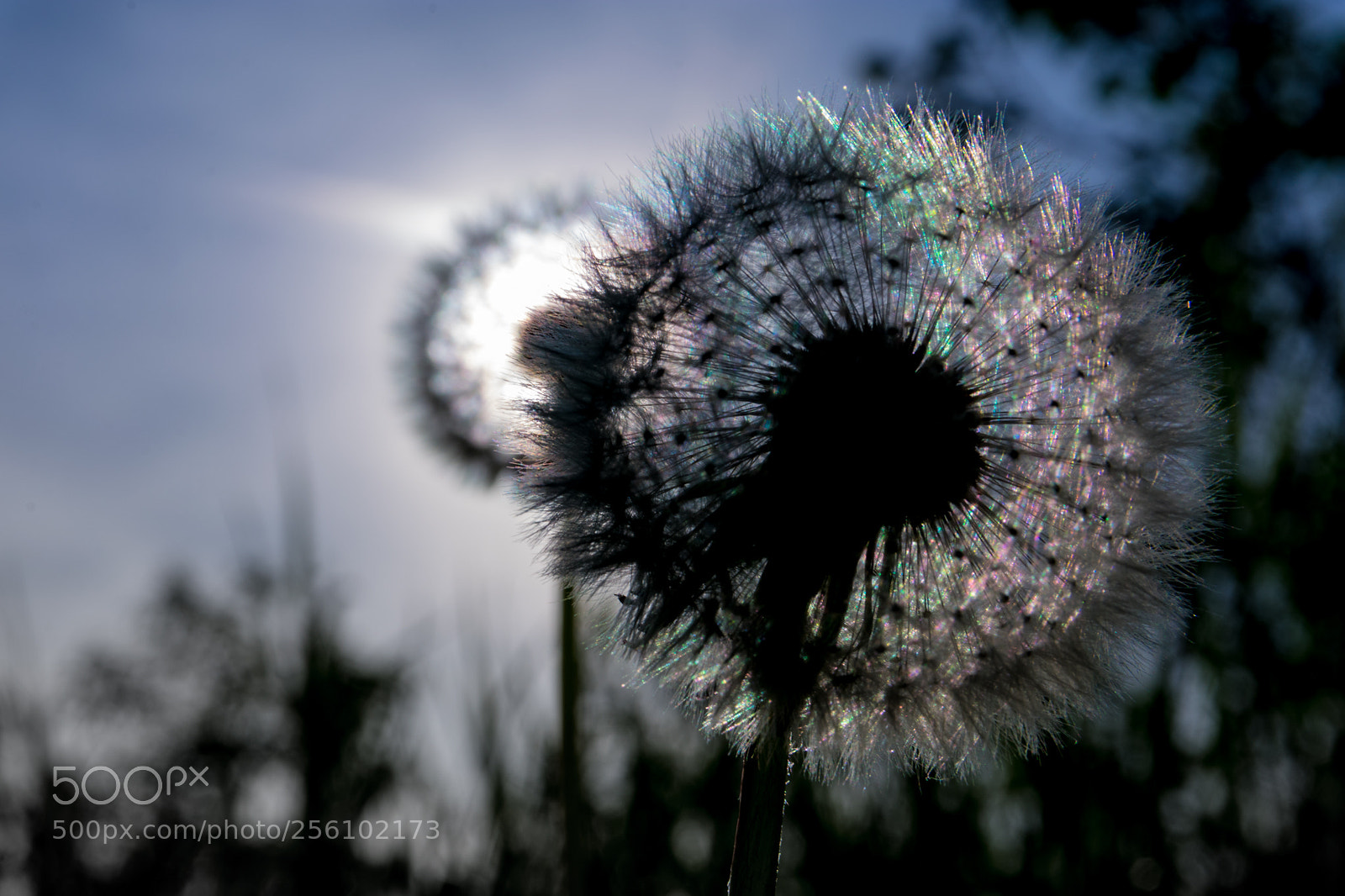 Nikon D3400 sample photo. Dandelion photography