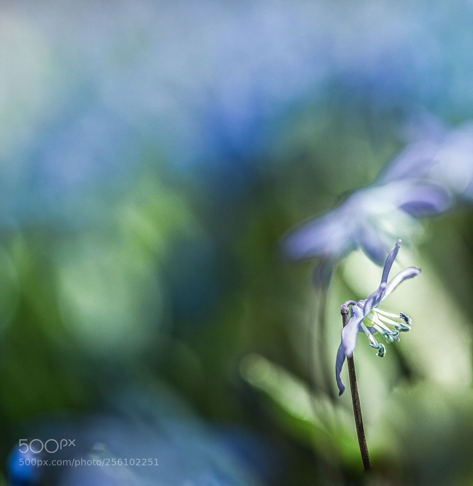 Canon EOS 6D sample photo. Spring dream photography