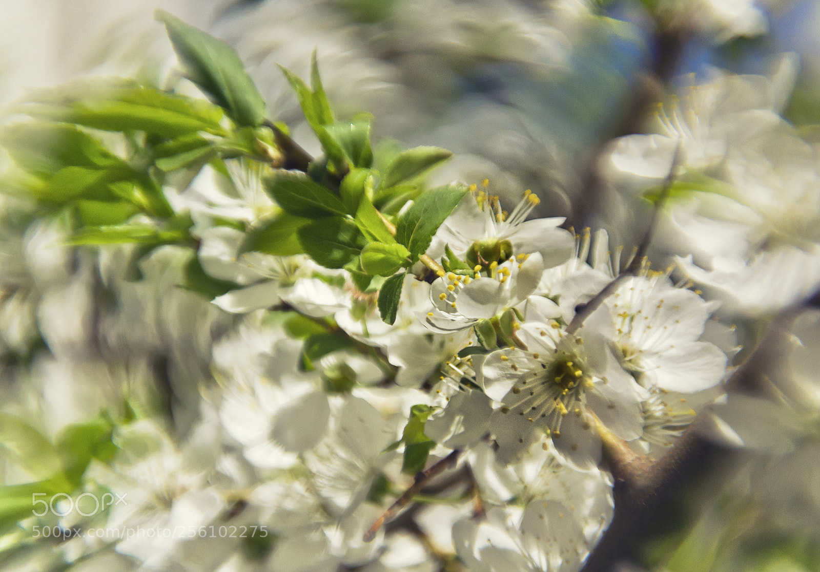 Nikon D3100 sample photo. Macro-spring photography