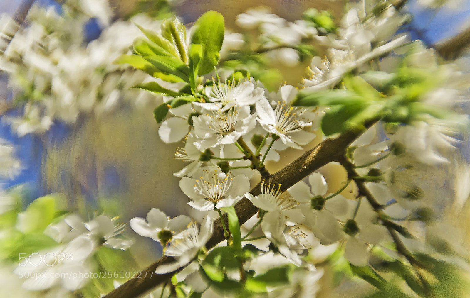 Nikon D3100 sample photo. Macro-spring photography