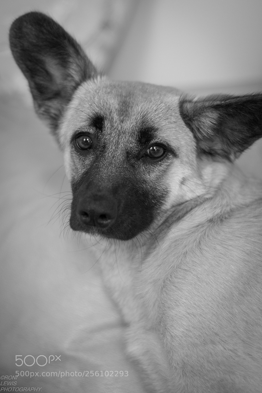 Canon EOS 70D sample photo. Florrie. photography