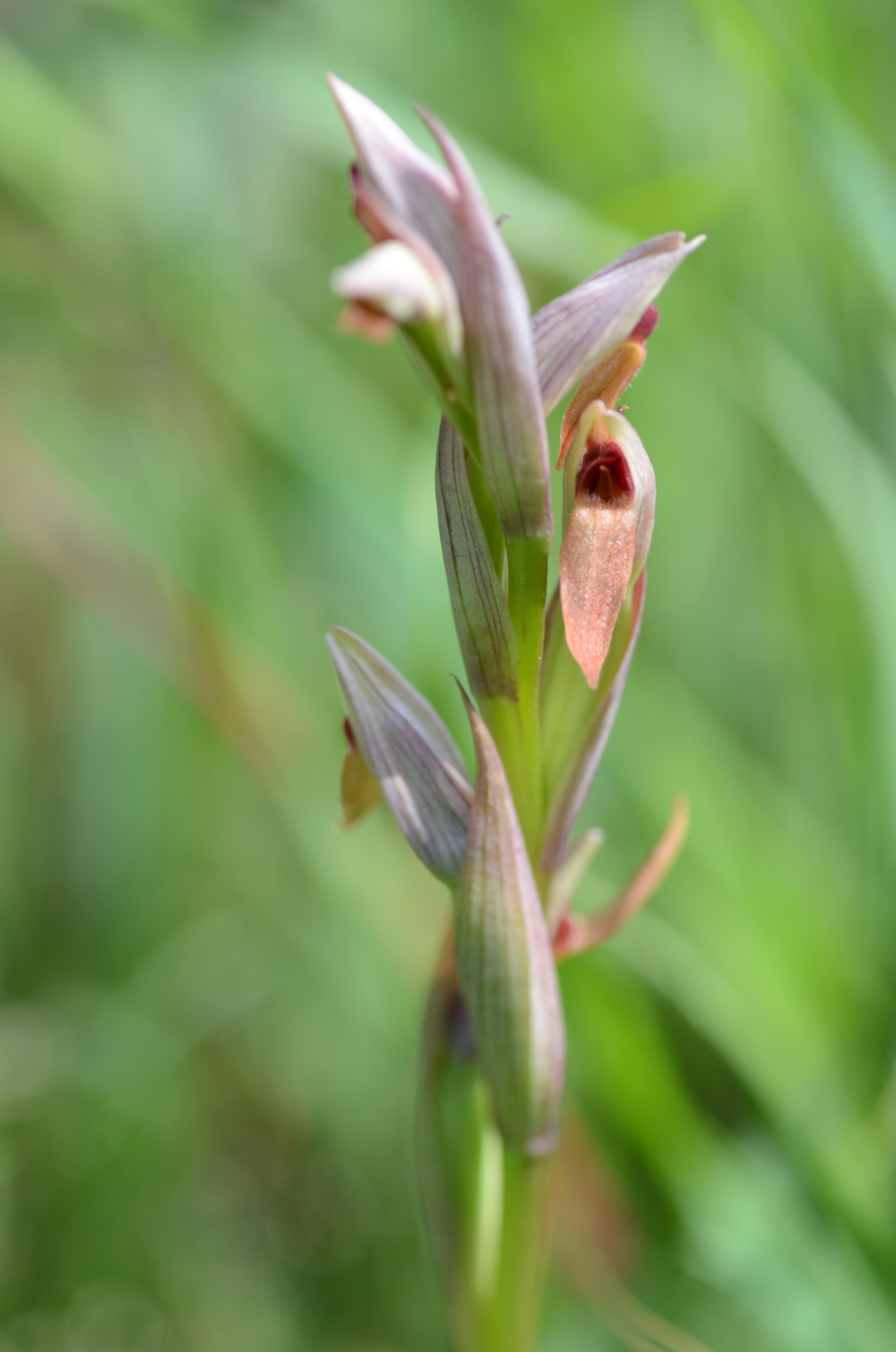 Nikon D7000 sample photo. Serapias parviflora photography