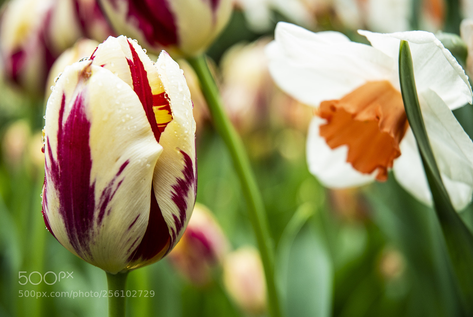 Nikon D500 sample photo. Tulip photography