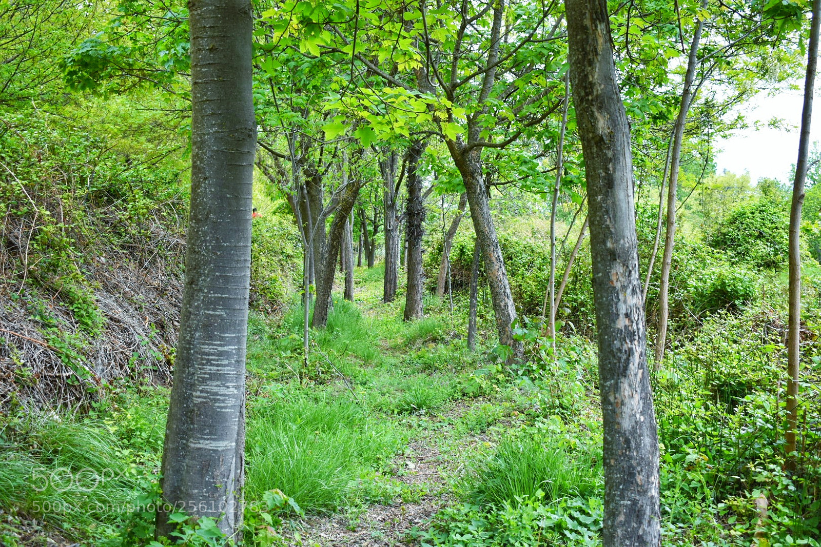Nikon D5600 sample photo. The columns... photography