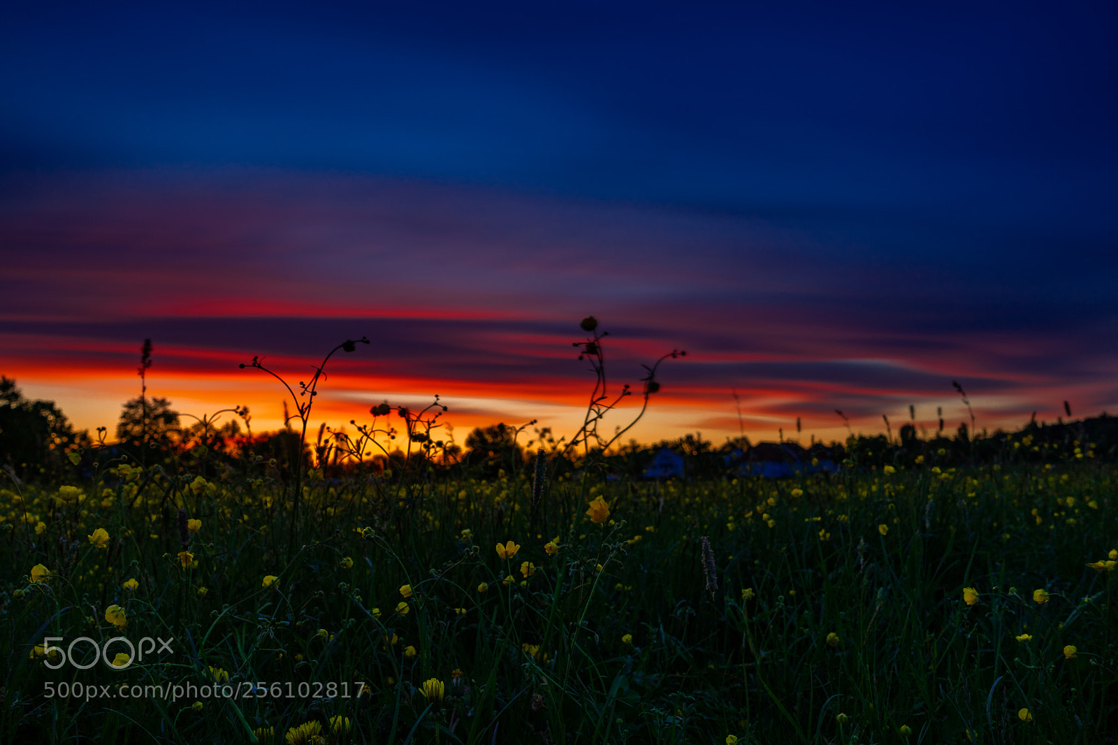 Sony a7 sample photo. A field of flowers photography