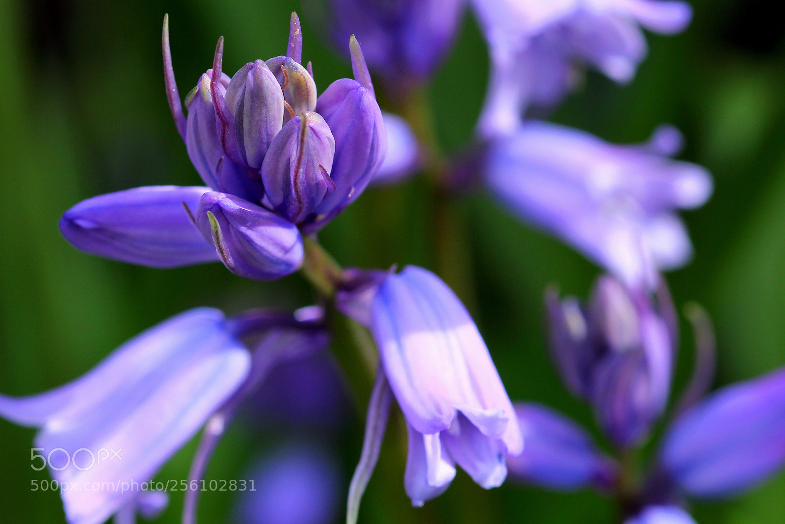 Canon EOS 60D sample photo. Untitled photography