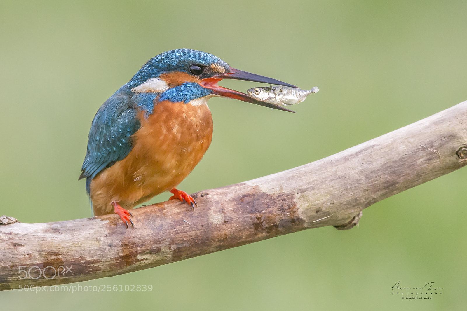 Canon EOS-1D X sample photo. Kingfisher... photography