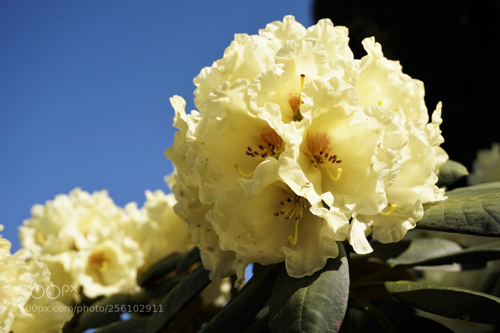 Sony E 16-50mm F3.5-5.6 PZ OSS sample photo. Cream rhododendron photography