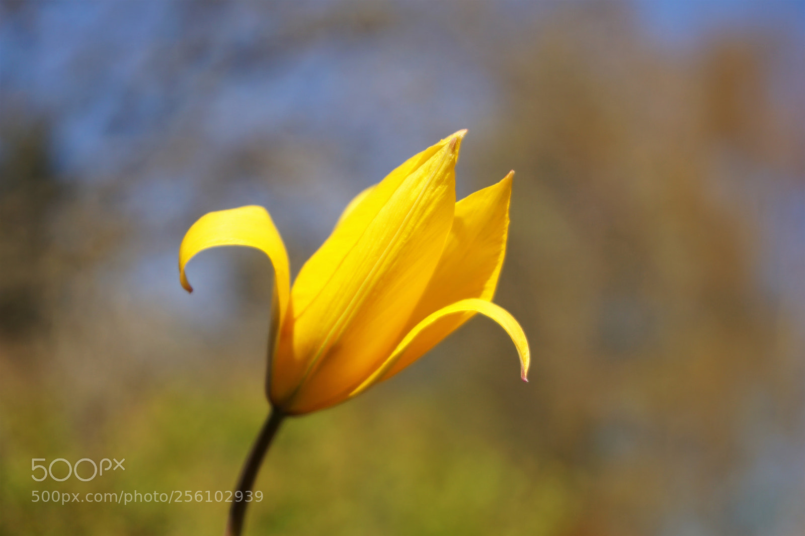 Sony a6000 sample photo. Miniature tulip photography