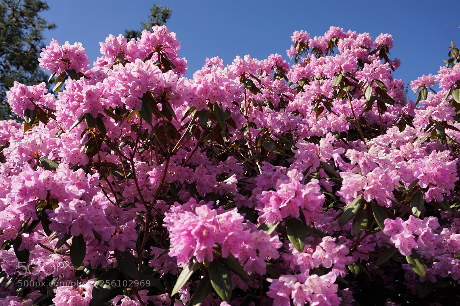 Sony a6000 sample photo. Pink rhododendron photography
