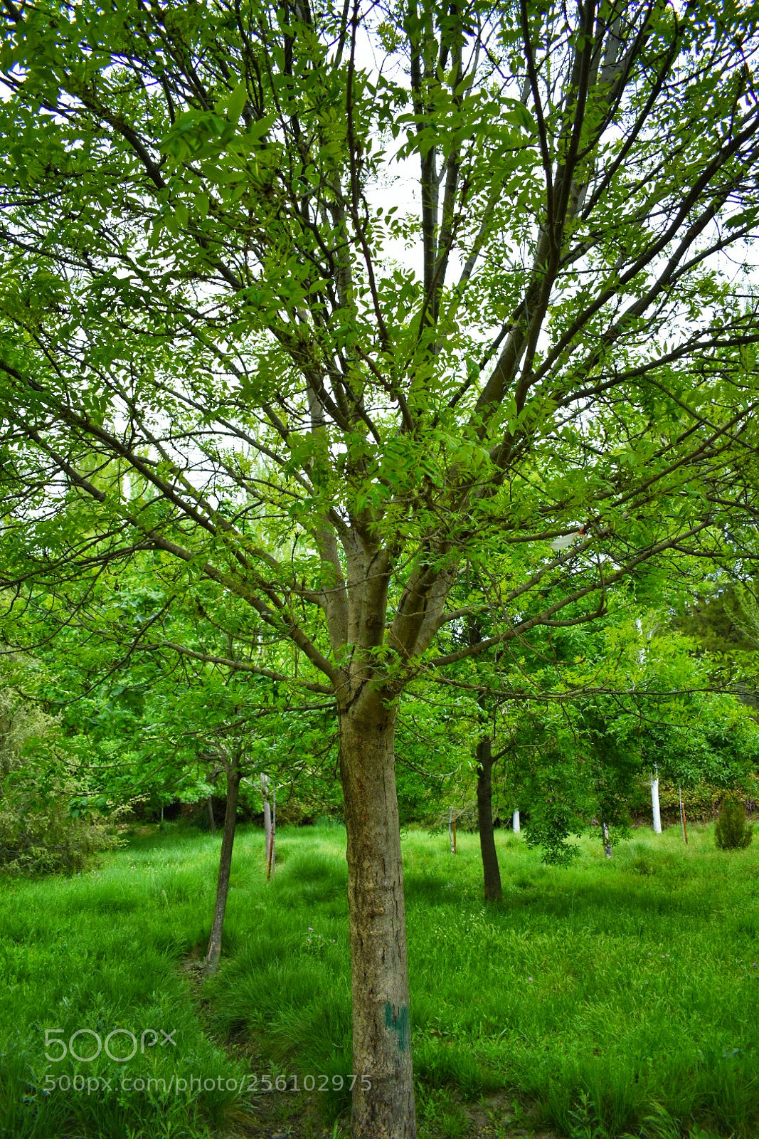 Nikon D5600 sample photo. Four... photography