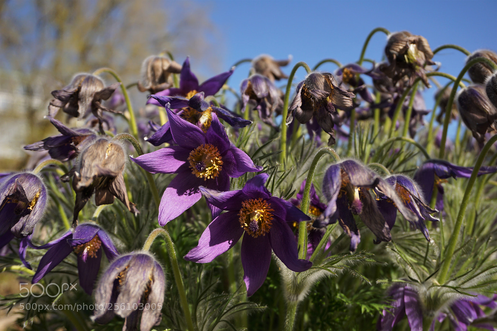 Sony a6000 sample photo. Pasque flowers photography