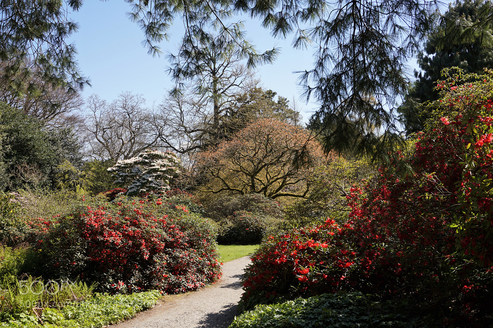 Sony a6000 sample photo. Rhododendron path photography