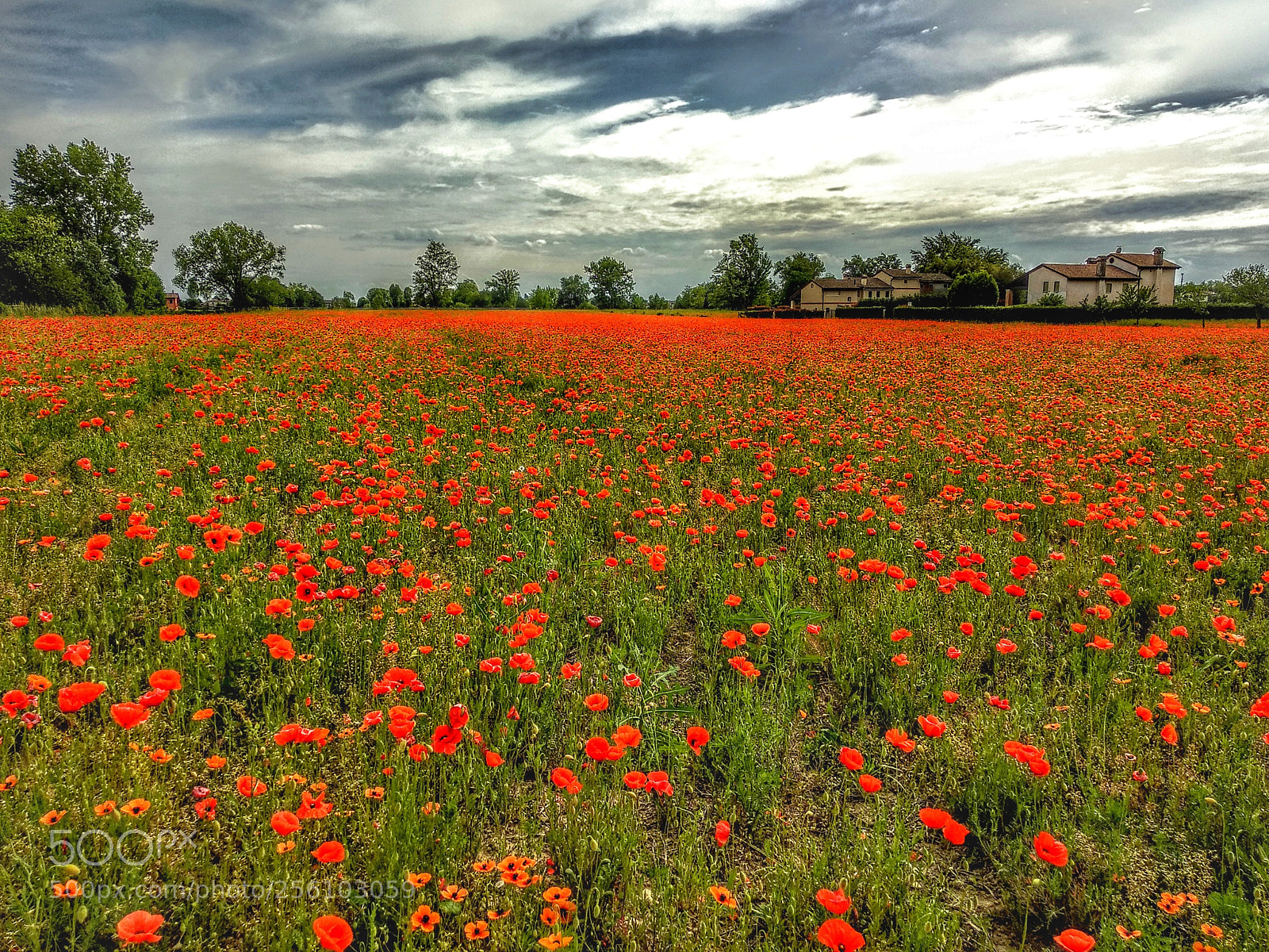Xiaomi Mi A1 sample photo. Poppy field... photography