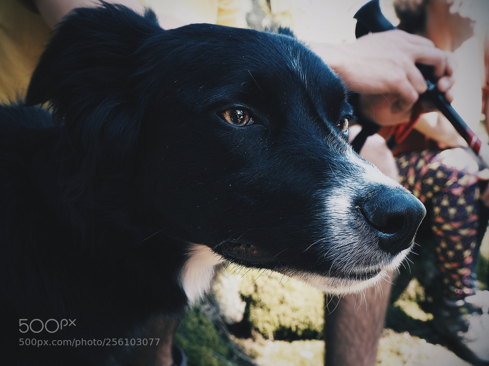 Olympus OM-D E-M10 II sample photo. What a good boy photography