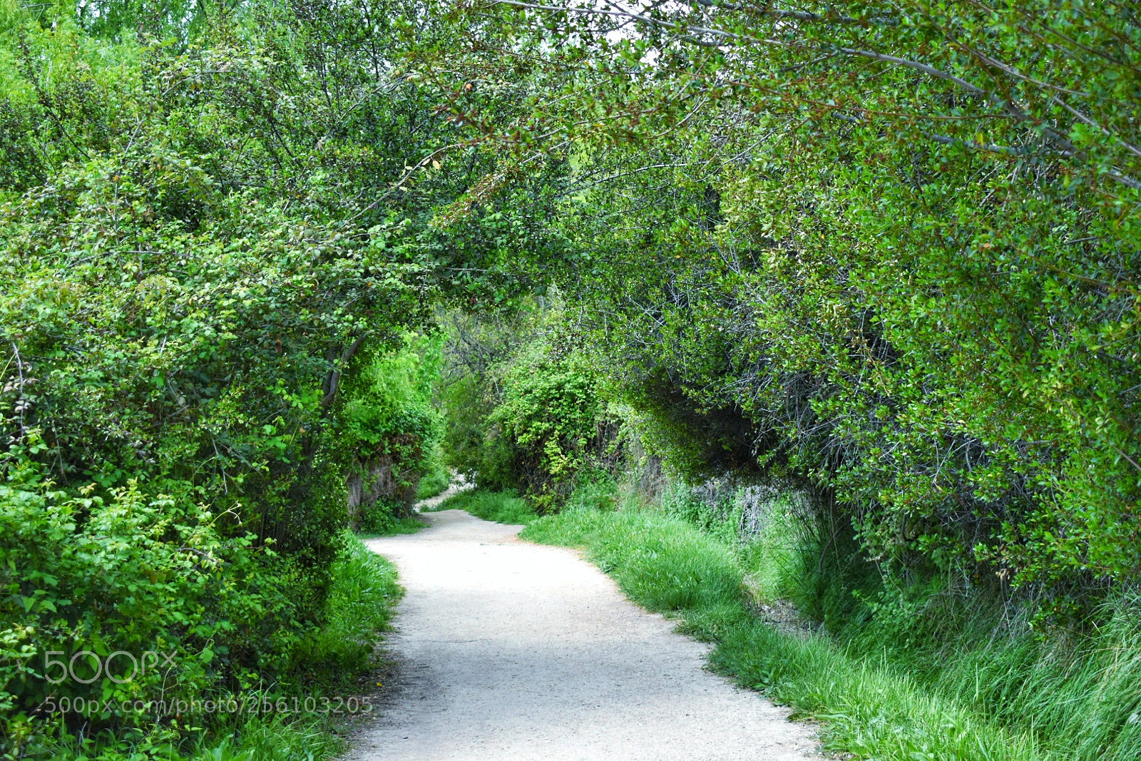 Nikon D5600 sample photo. The path... photography