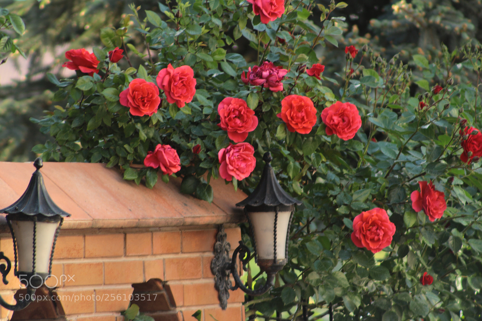 Canon EOS 700D (EOS Rebel T5i / EOS Kiss X7i) sample photo. Untitled photography