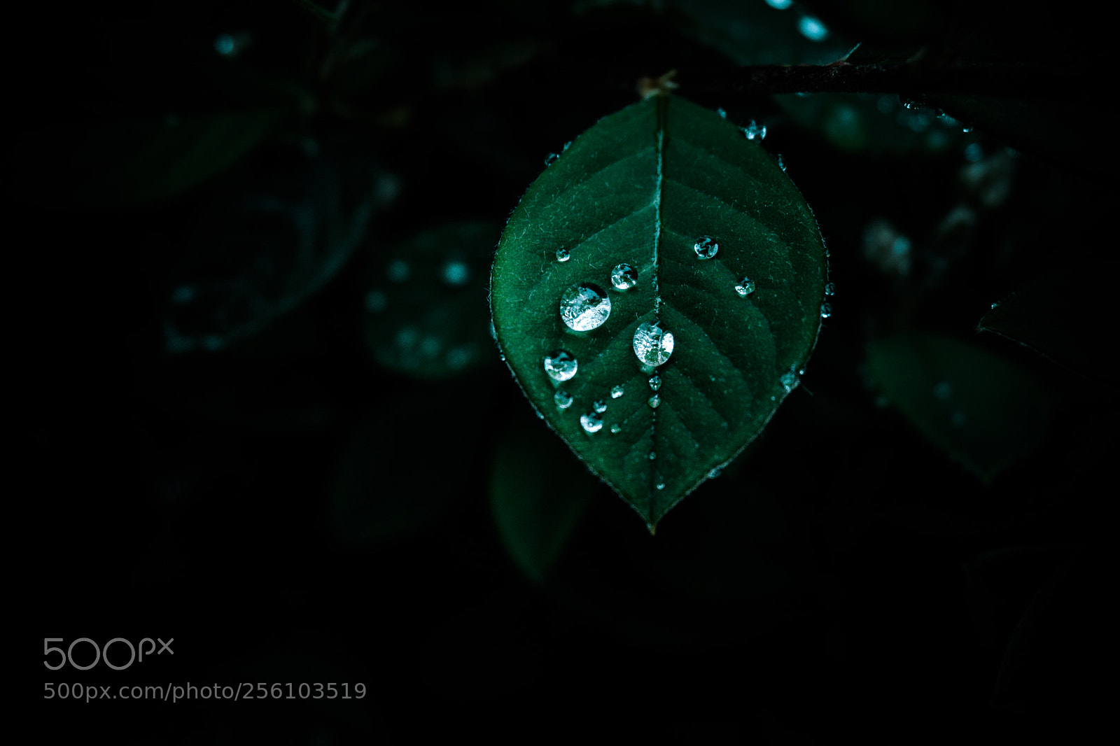 Sony a6000 sample photo. Hidden spring photography