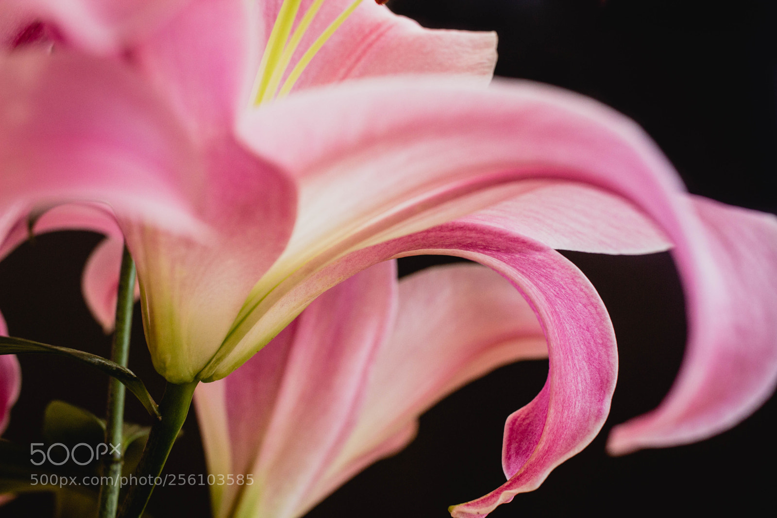 Canon EOS 600D (Rebel EOS T3i / EOS Kiss X5) sample photo. Red lily photography