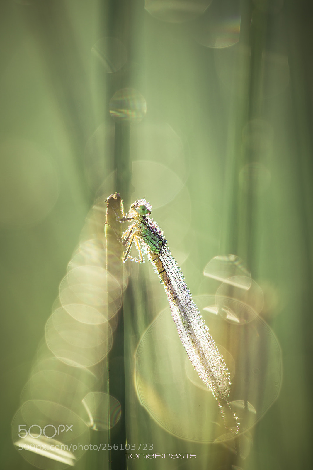 Nikon D800 sample photo. P o w e photography
