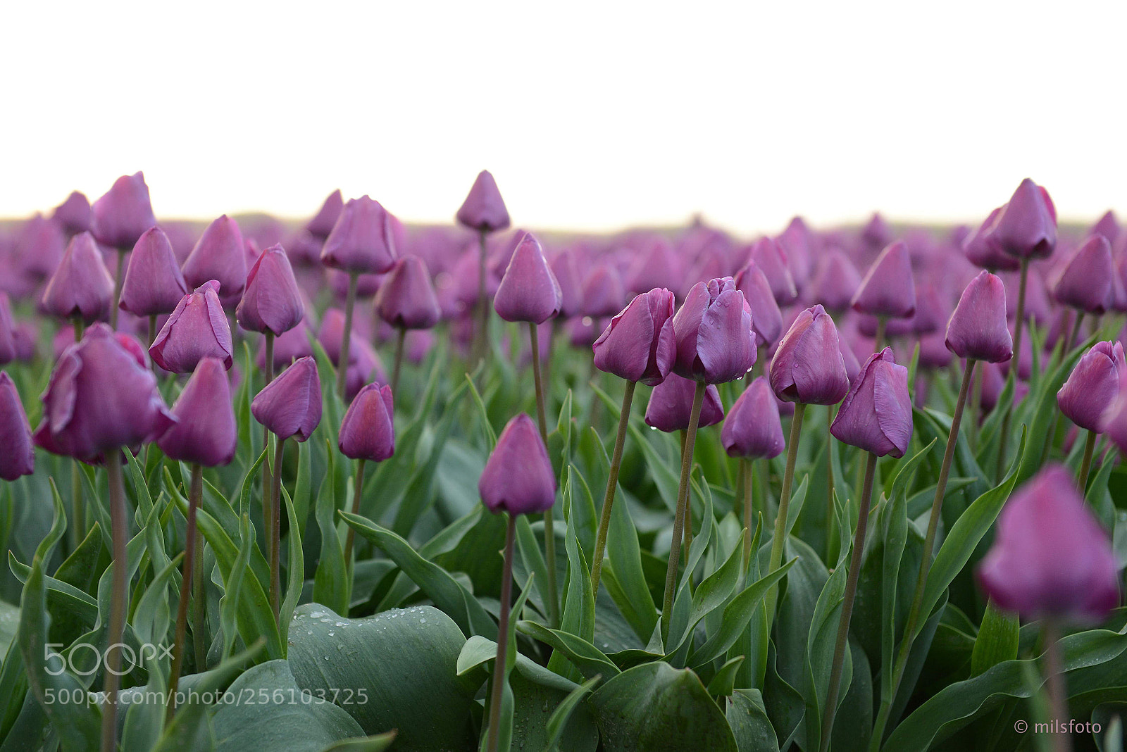 Nikon D800 sample photo. Tulips 2 photography