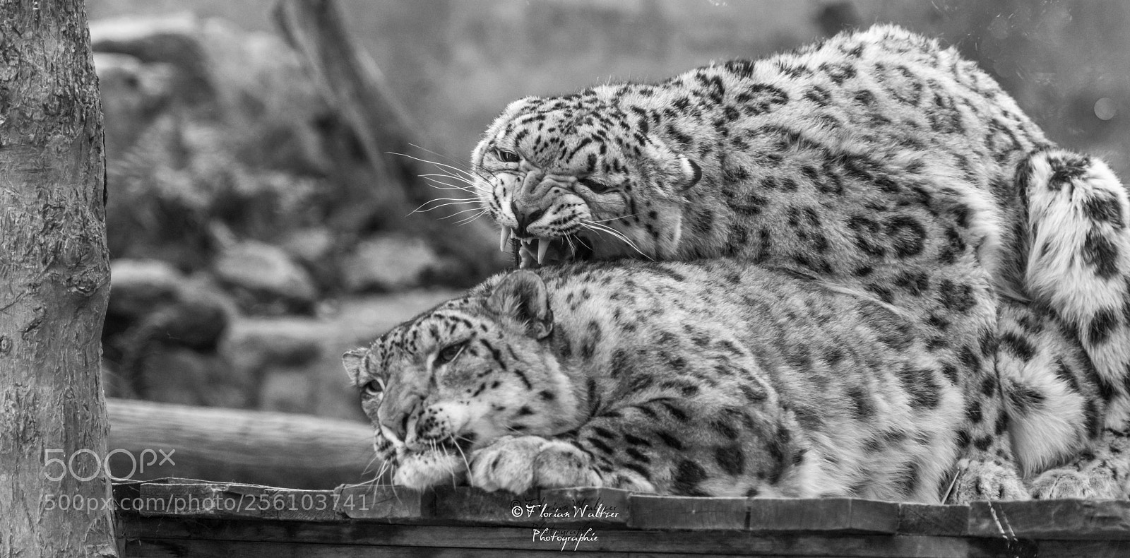 Nikon D800 sample photo. Untitled photography