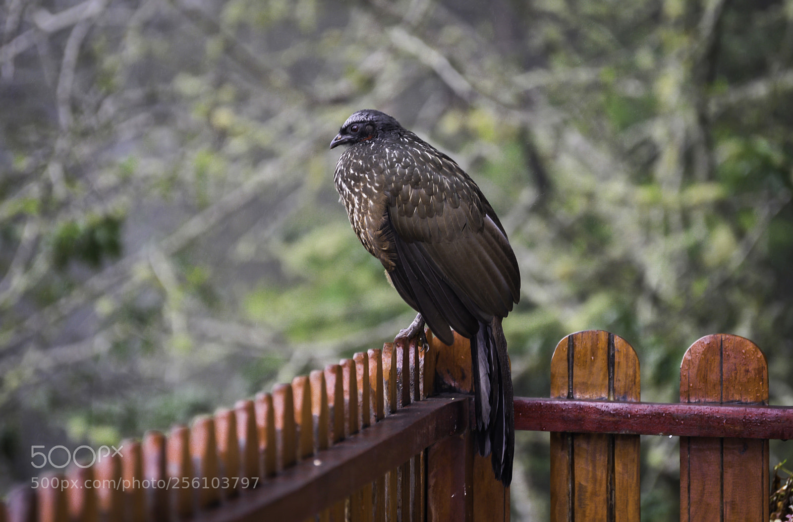 Nikon D610 sample photo. A rainy day photography