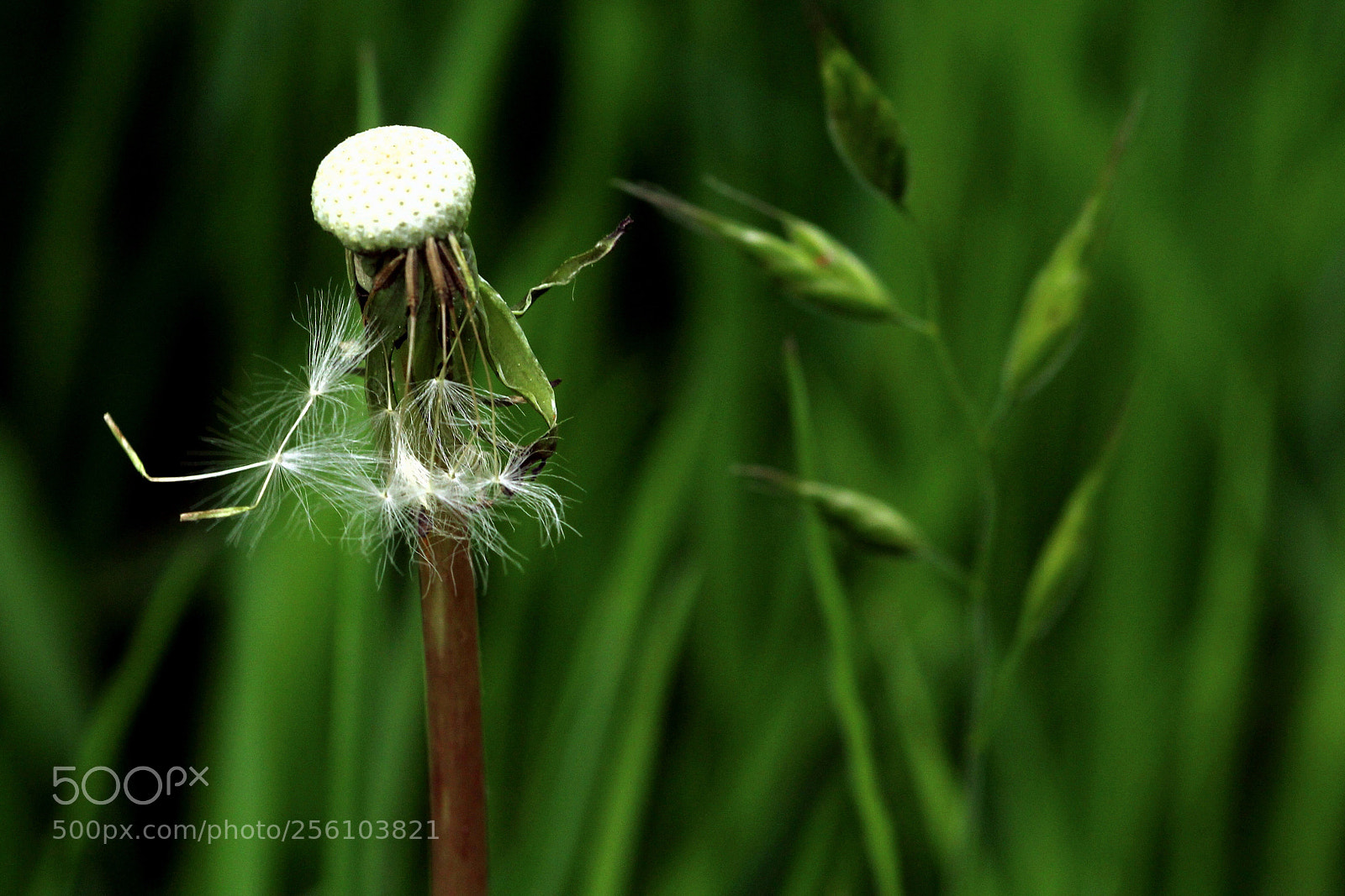 Canon EOS 60D sample photo. Flying away photography