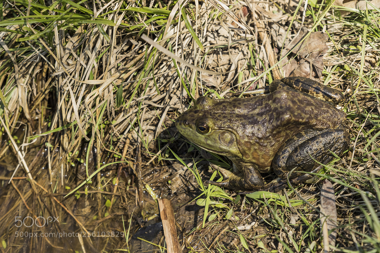 Canon EOS 7D Mark II sample photo. Green frog photography