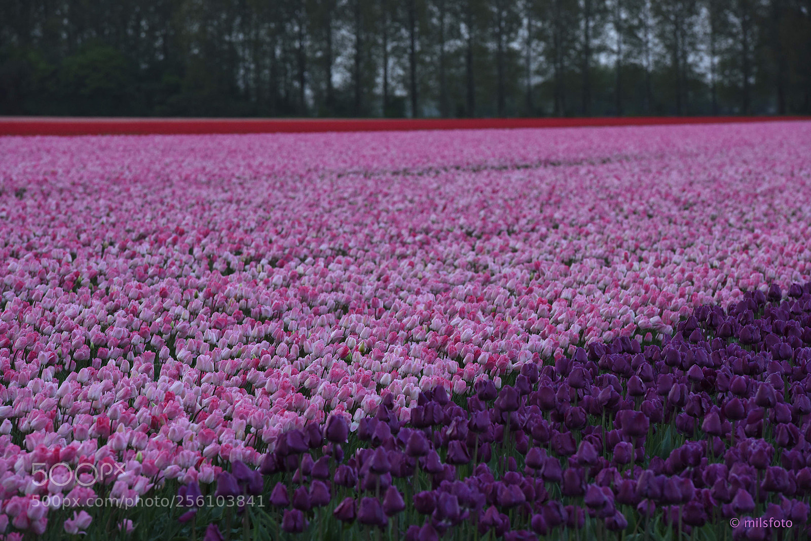 Nikon D810 sample photo. Tulips 3 photography