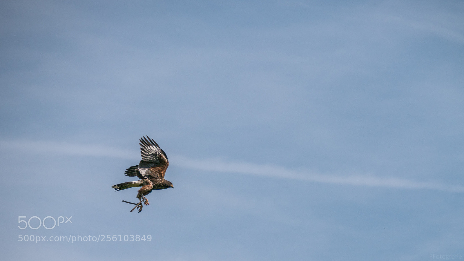 Panasonic Lumix DC-G9 sample photo. Come fly with me photography