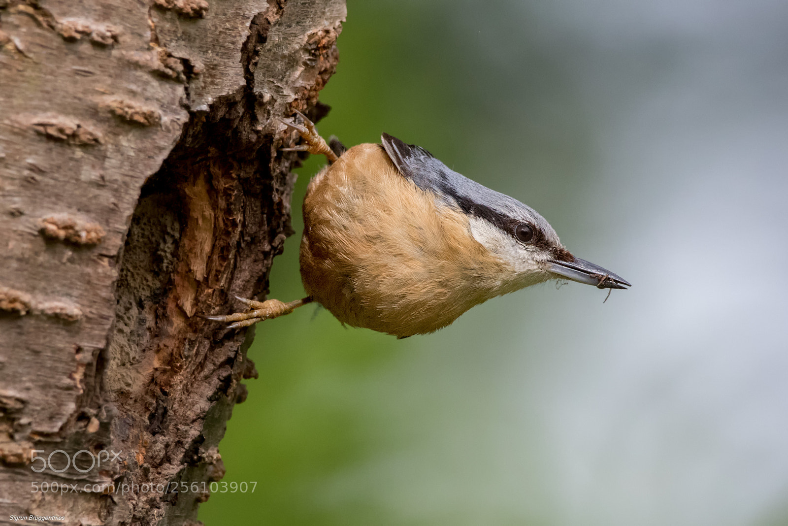 Canon EOS 7D Mark II sample photo. Kleiber/nuthatch breakfest photography