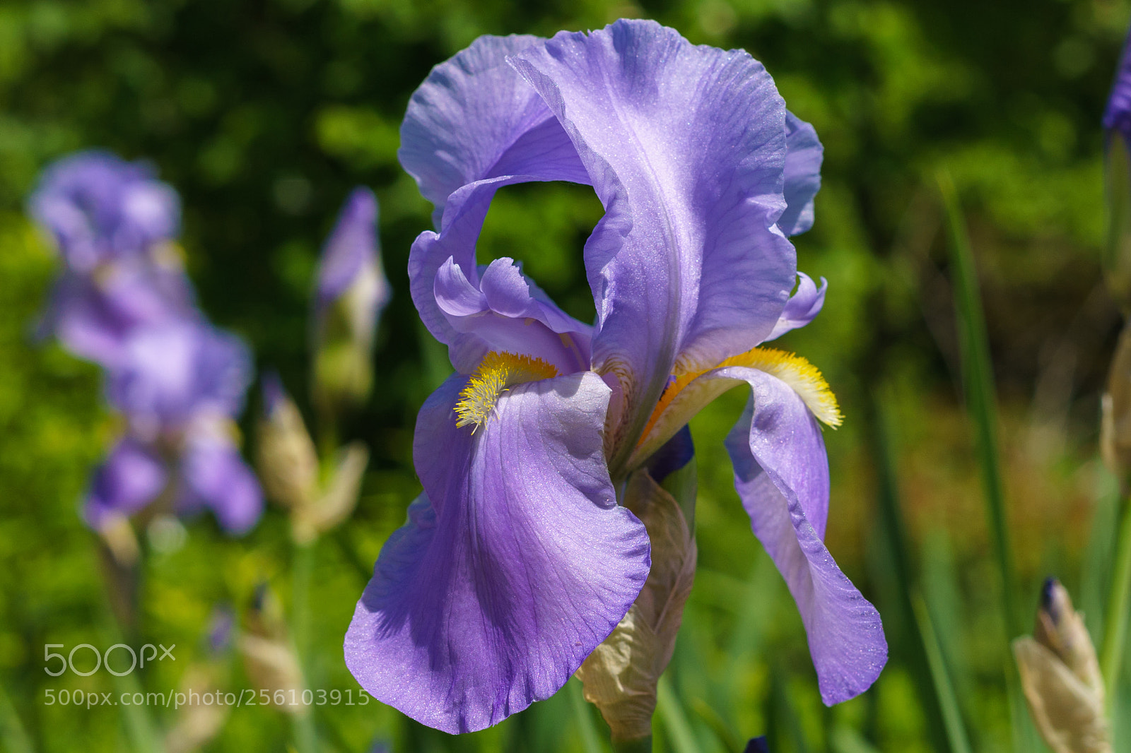 Sony a7 II sample photo. Dsc photography