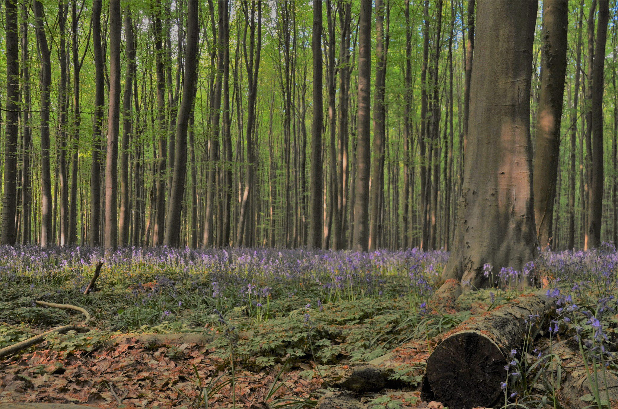 Nikon D7000 sample photo. Blue carpet photography