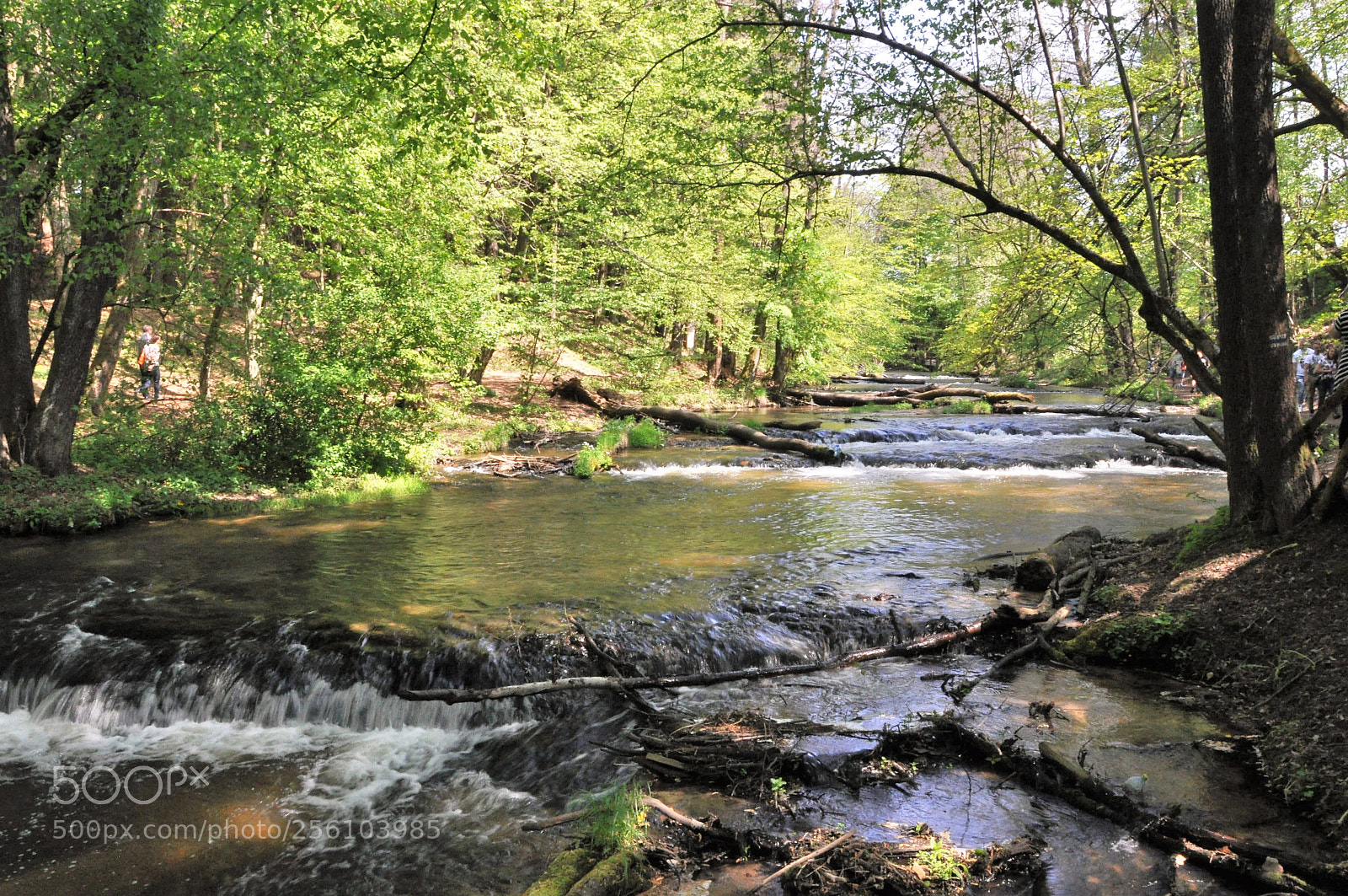 Nikon D90 sample photo. Tanew river 8 photography