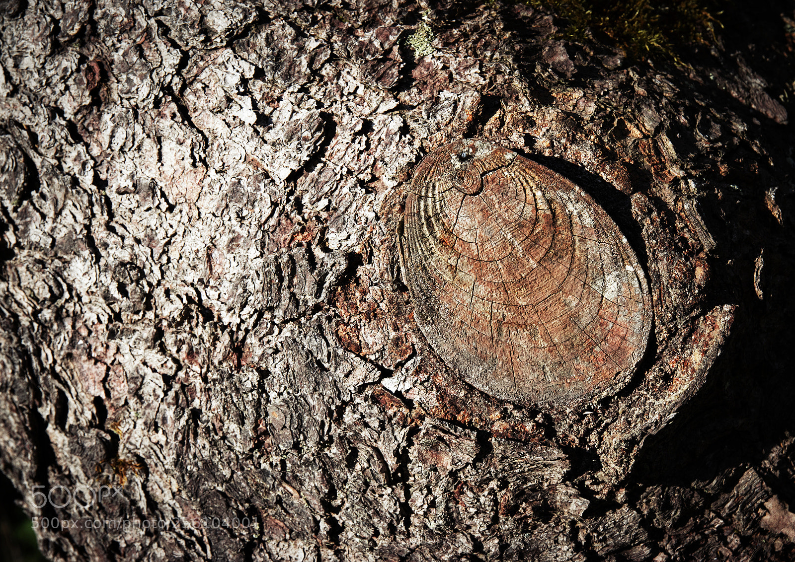 Nikon D5500 sample photo. Cut branch on tree photography