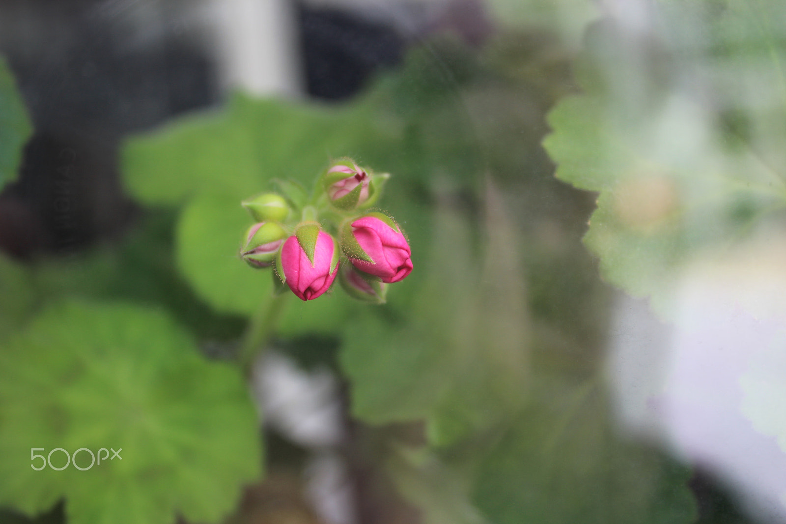 Canon EF-S 18-55mm F3.5-5.6 IS sample photo. Nature in progress photography