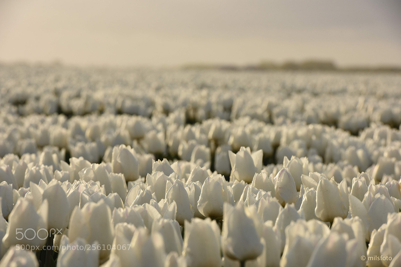 Nikon D810 sample photo. Tulips 5 photography