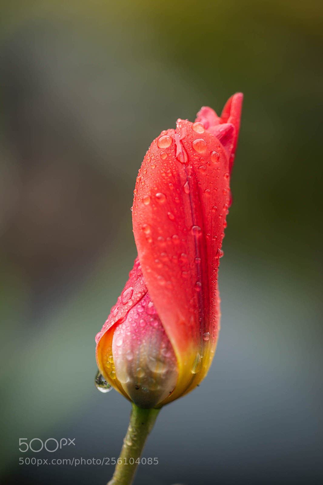 Canon EOS 6D sample photo. Turning tulip photography