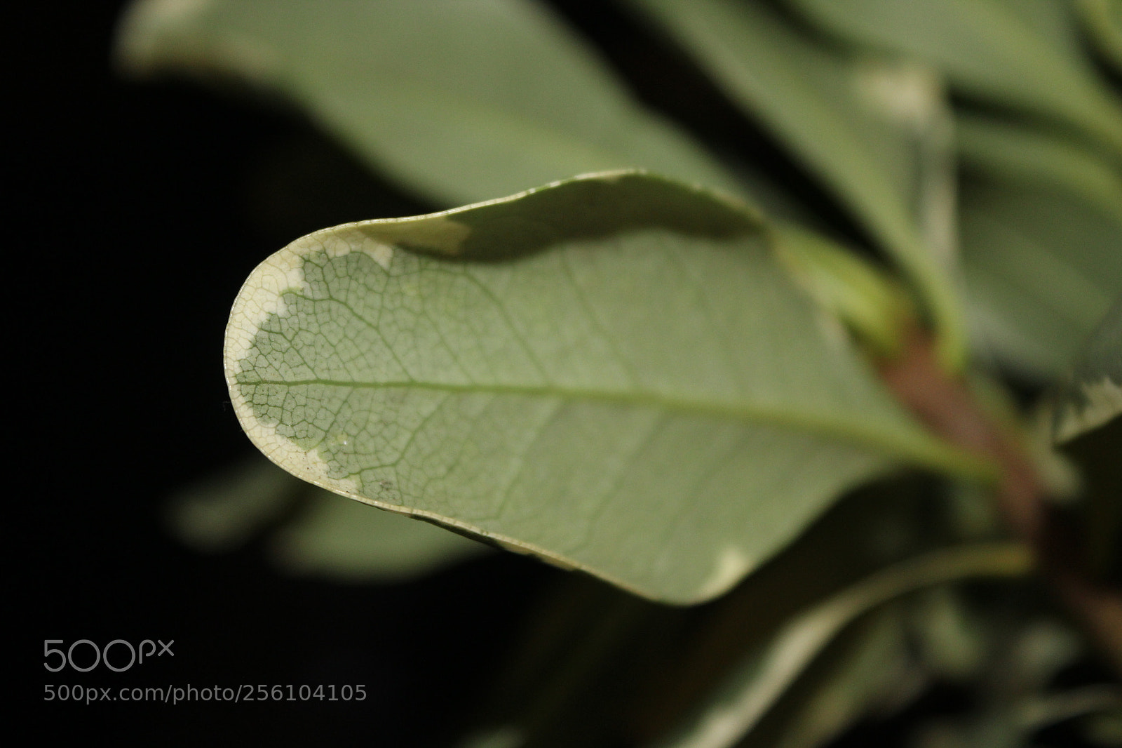 Canon EOS 1200D (EOS Rebel T5 / EOS Kiss X70 / EOS Hi) sample photo. Leaf photography