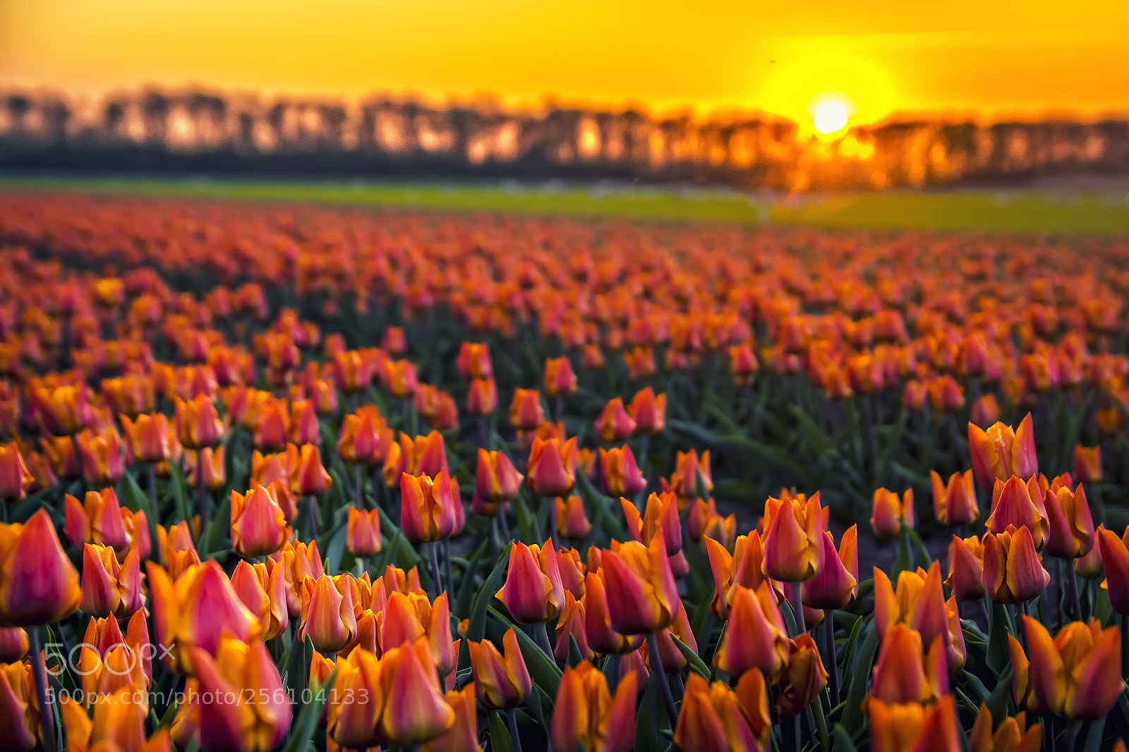 Sony SLT-A65 (SLT-A65V) sample photo. Tulip sunset photography